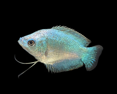 DWARF GOURAMI MIX 4-5cm