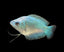 DWARF GOURAMI MIX 4-5cm