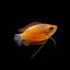 DWARF GOURAMI MIX 4-5cm