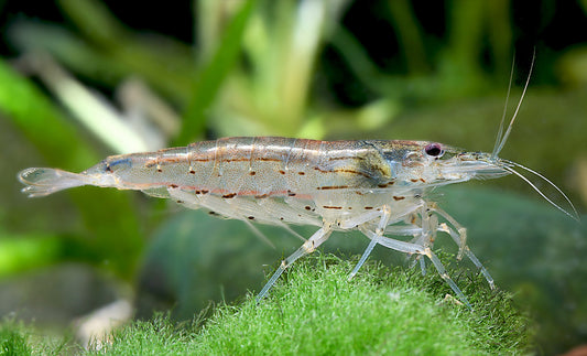 AMANO SHRIMPS 2-3cm