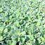 Water Lettuce Floating Plant