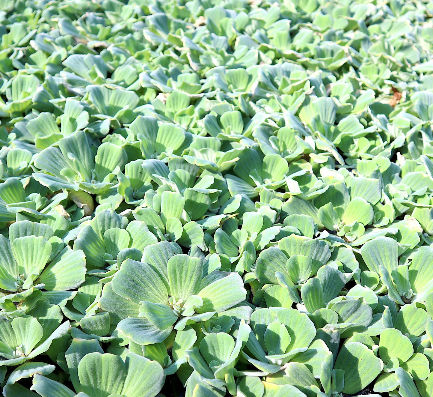 Water Lettuce Floating Plant