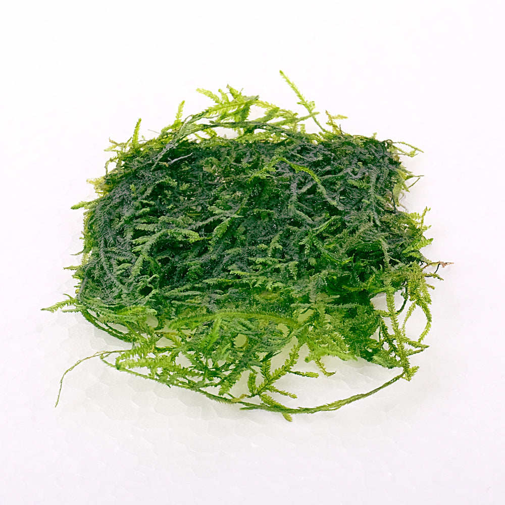Growow Vesicularia dubyana -‘Java moss’
