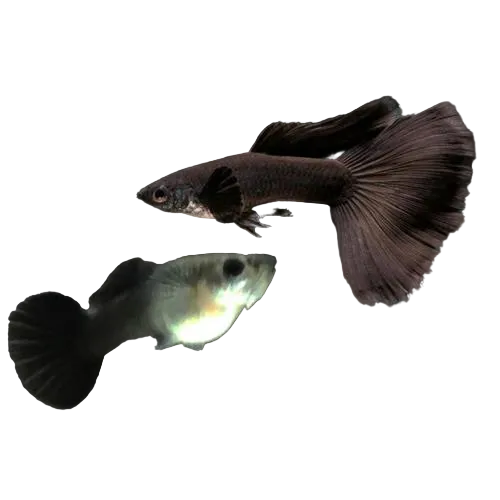 Black Guppy Pair