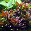 Ludwigia Glandulosa Pot Plant