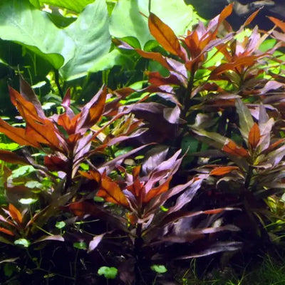 Ludwigia Glandulosa Pot Plant