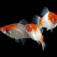 Kohaku Sword Tail 3PCS Combo Deal