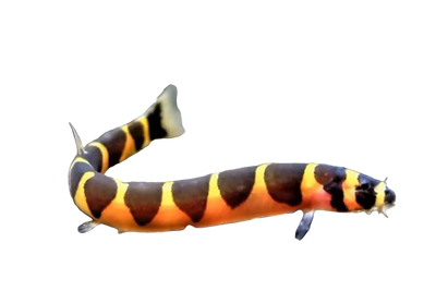 Kuhli Loach