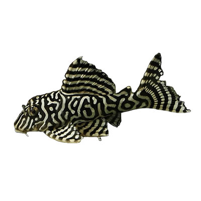 Hypancistrus sp. L-333 Pleco