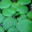 Frogbit Floating Plants