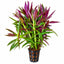 Limnophila Aromatica Hybrid Purple Pot Plant