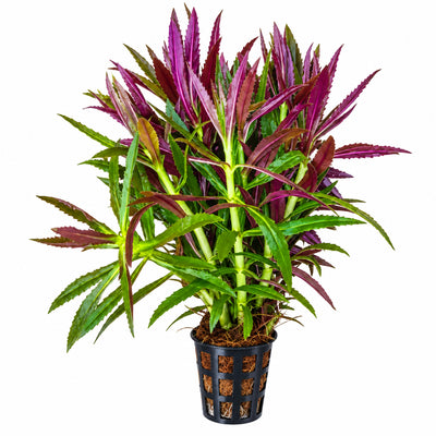 Limnophila Aromatica Hybrid Purple Pot Plant