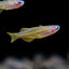 Red Neon Blue Eye Rainbow Fish 2-3cm