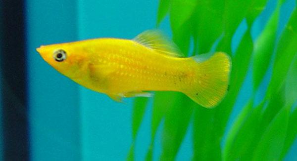 مولي فيش ميكس 4 سم