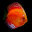 Discus Fish Mix 14cm