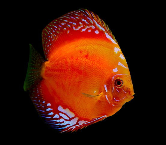 Discus Fish Mix 14cm