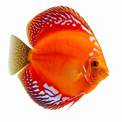 Marlboro Red Discus Fish
