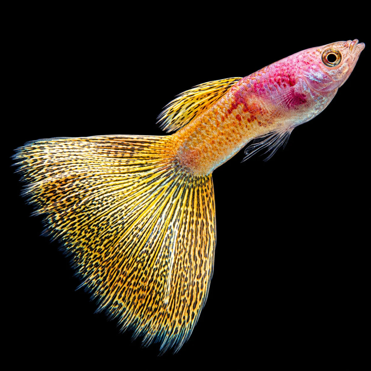 Metal Snake Yellow Lace Guppy Male 4PCS Combo Deal