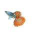 Metal Red Lace Special Guppy Pair