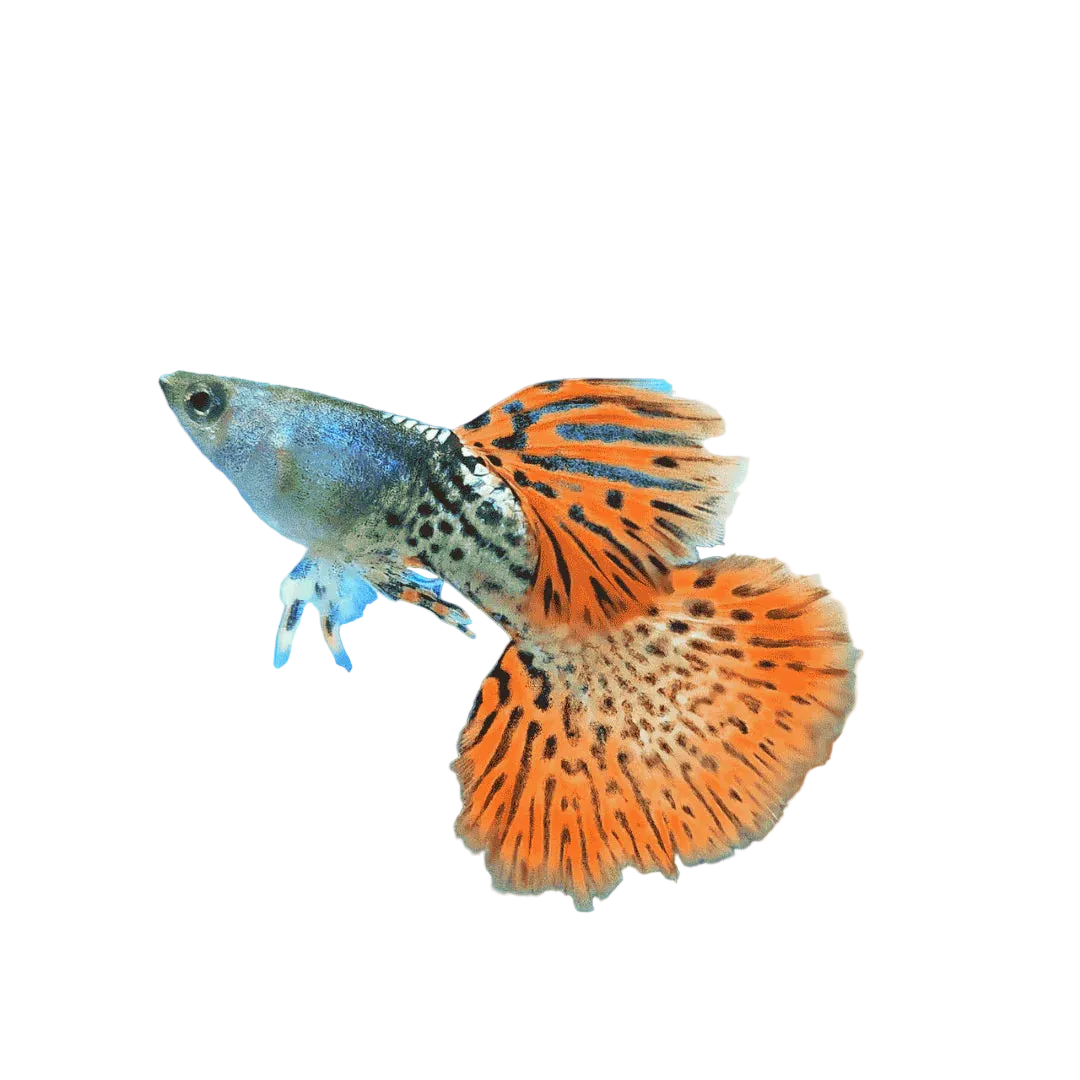 Metal Red Lace Special Guppy Pair