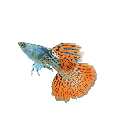 Metal Red Lace Special Guppy Pair