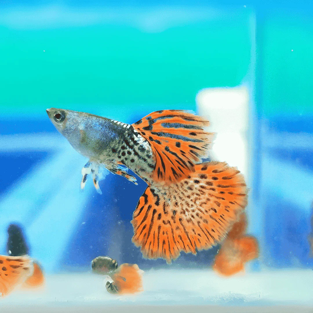 Metal Red Lace Special Guppy Pair