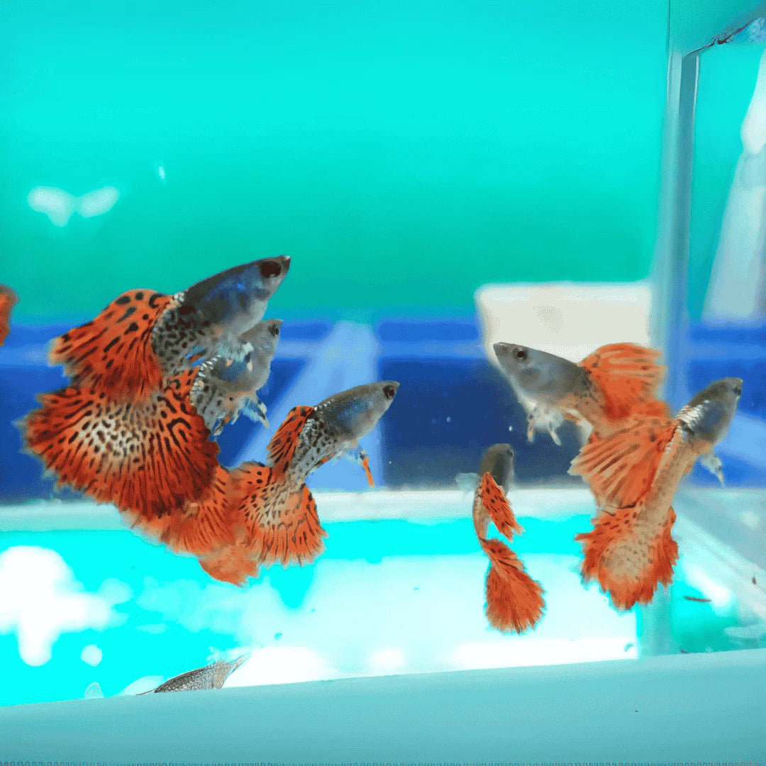 Metal Red Lace Special Guppy Pair