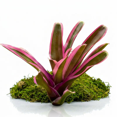 Rosy FireBall Plant (Terrarium)