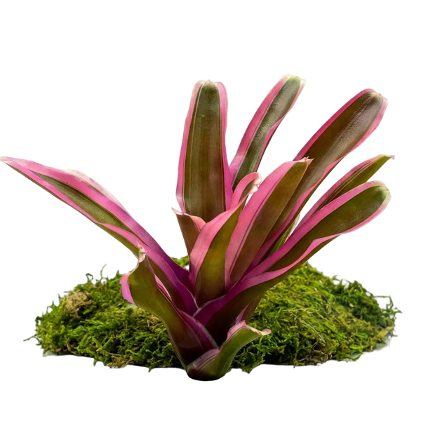 Rosy FireBall Plant (Terrarium)