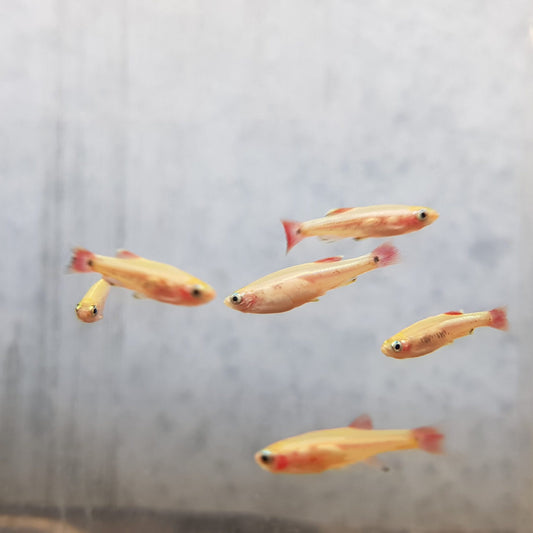 WHITE CLOUD MOUNTAIN MINNOW TETRA 3cm