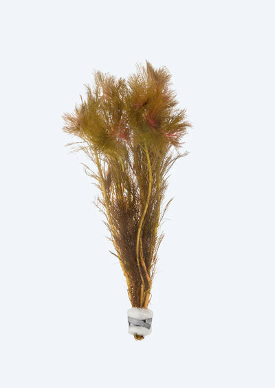 Myriophyllum Tuberculatum Pot Plant