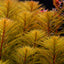 Myriophyllum Tuberculatum Pot Plant