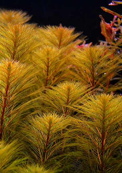 Myriophyllum Tuberculatum Pot Plant