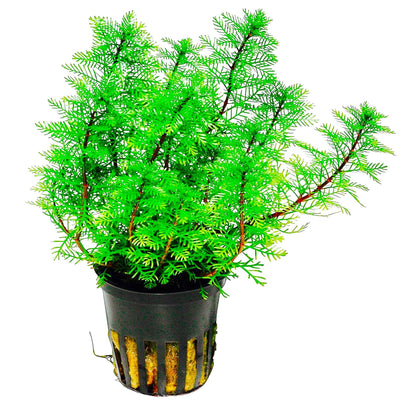 Myriophyllum Aquatica Pot Plant