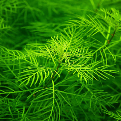 Myriophyllum Aquatica Pot Plant