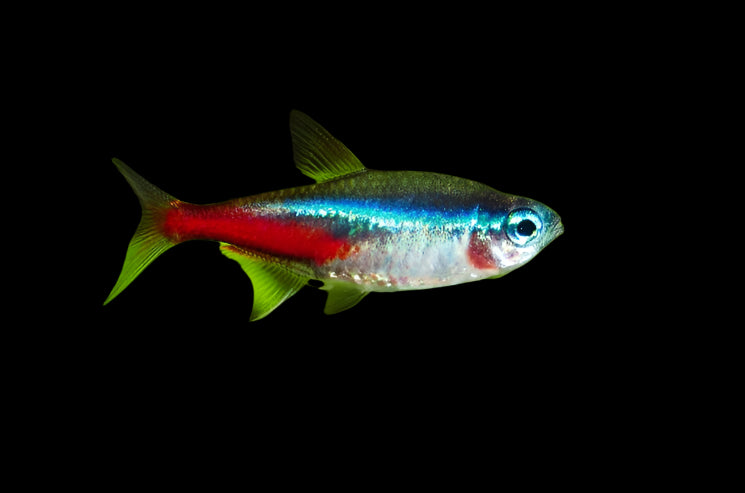 Neon Tetra 2cm
