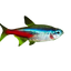 Neon Tetra 2cm