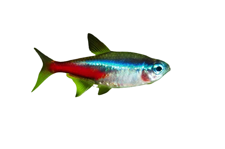 Neon Tetra 2cm