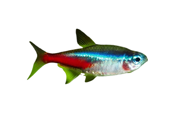 Neon Tetra 2cm
