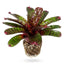 Neoregelia Red Tiger Plant (Terrarium)
