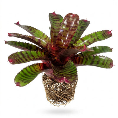 Neoregelia Red Tiger Plant (Terrarium)