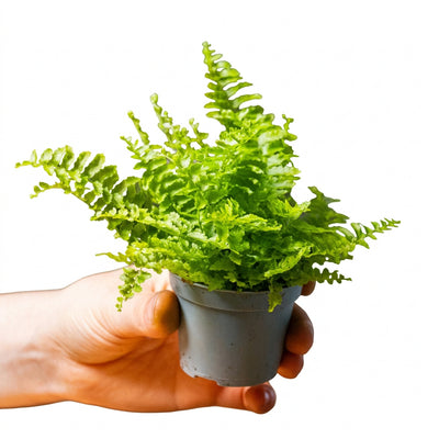 Boston Fern Plant (Terrarium)