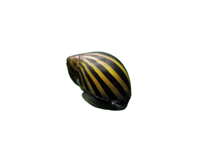 Zebra Snail