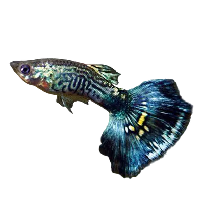 Purple King Cobra Guppy Pair