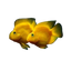PARROT FISH