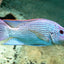 Malawi Cichlid Mix 7-8cm