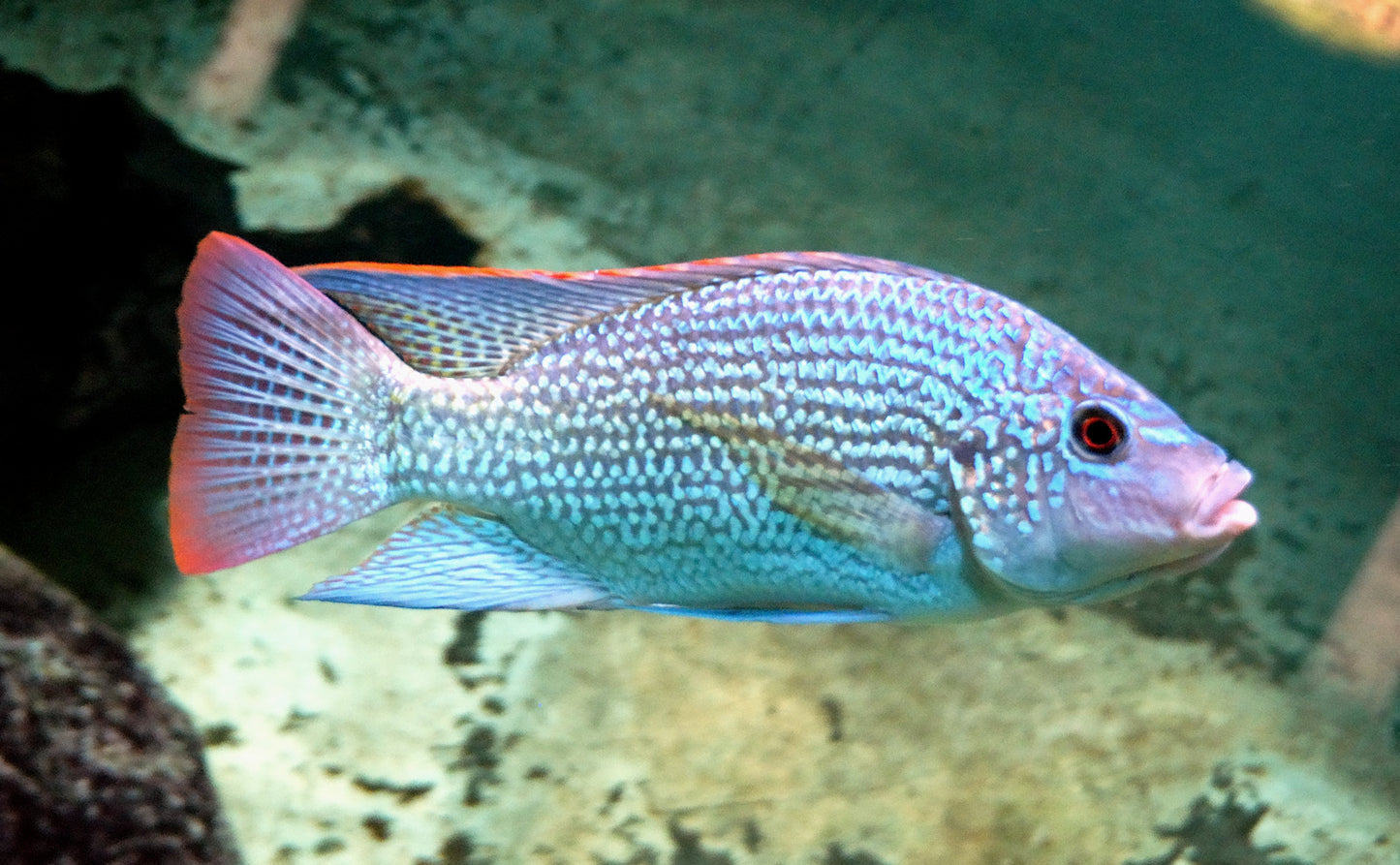 Malawi Cichlid Mix 7-8cm