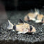 Panda Corydoras 3PCS Combo Deal