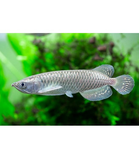 PEARL AROWANA  13-15CM