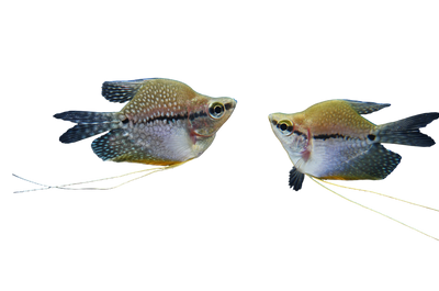 Pearl Balloon Gourami 3.5-5cm